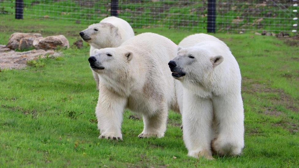 Chic 2 Bed Peak District Cottage Barn Near Alton Towers, Polar Bears, Chatsworth House Leek Exterior foto