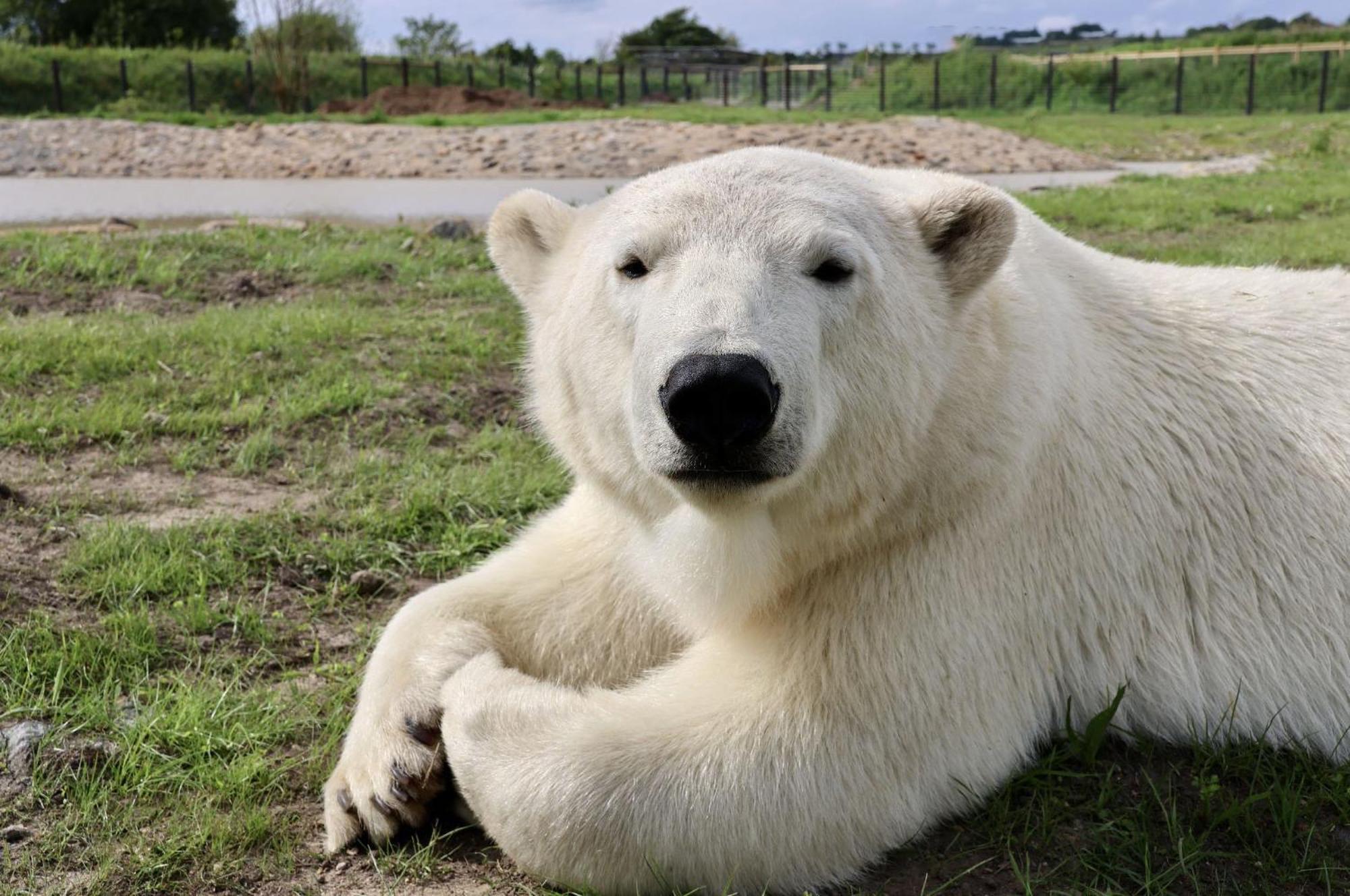 Chic 2 Bed Peak District Cottage Barn Near Alton Towers, Polar Bears, Chatsworth House Leek Exterior foto